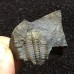 Lobocephalina emmrichi